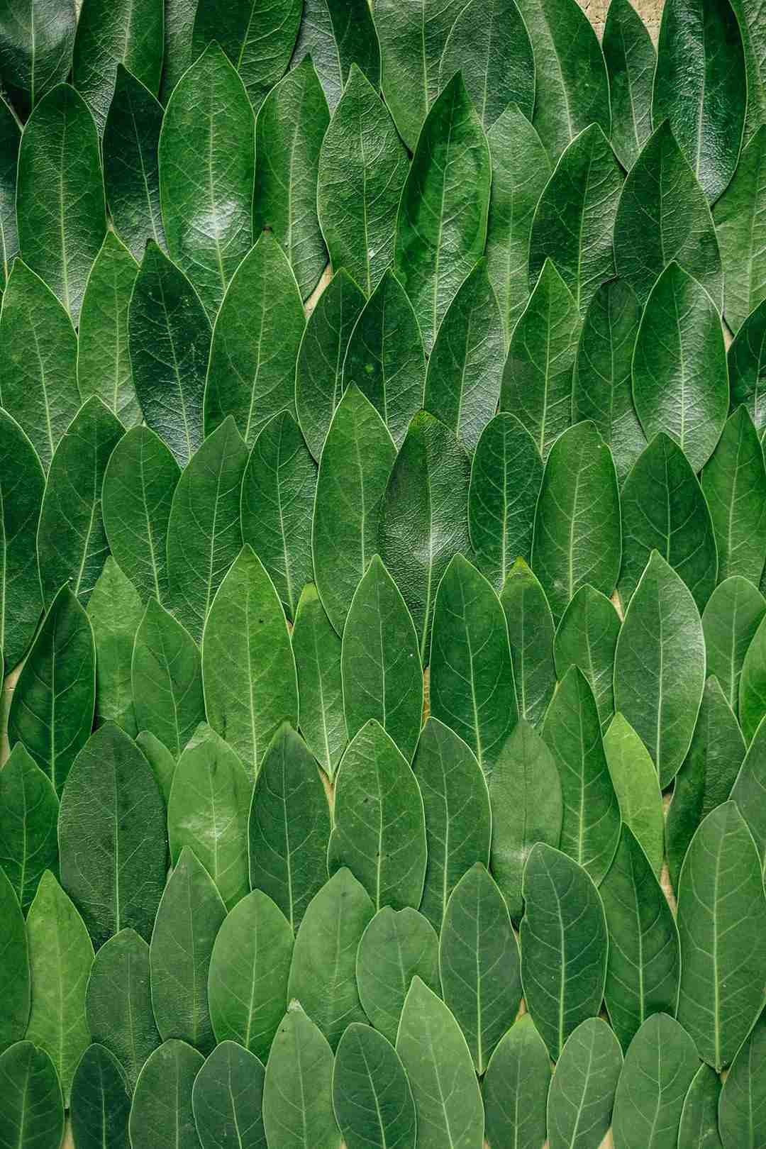 B12 vitamiin veganite toidulaual